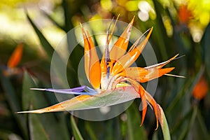 Bird of paradise